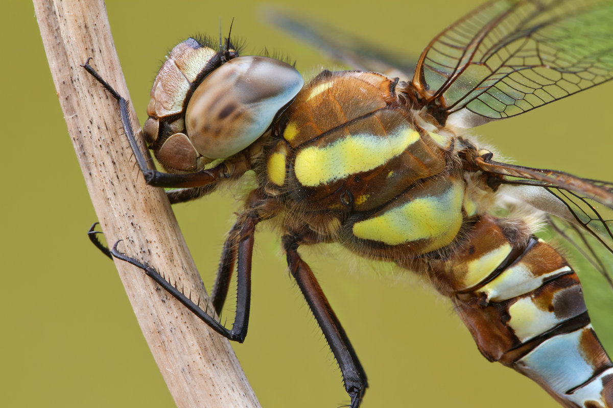 Migrant Hawker 8